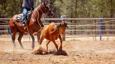 At sırtında bir kovboy tarafından bir Buzağı Kementleme rekabet bir ülke Rodeo sırasında lassoed buzağı