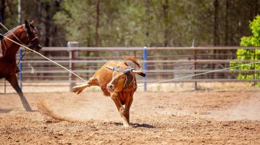 Boyun ve bacak bir takım Buzağı Kementleme rekabet tozlu ülke Rodeo etrafında lassoed bir buzağı