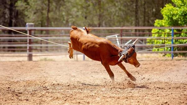 Bezerro Sendo Lassoado Redor Pescoço Perna Uma Competição Cordas Bezerro — Fotografia de Stock