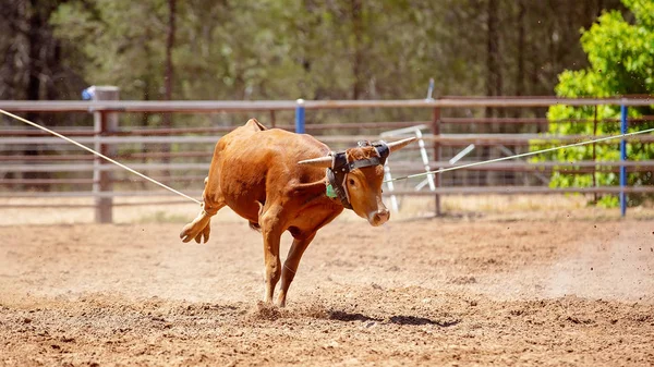 Ternero Siendo Encolado Alrededor Del Cuello Pierna Una Competencia Cuerda — Foto de Stock