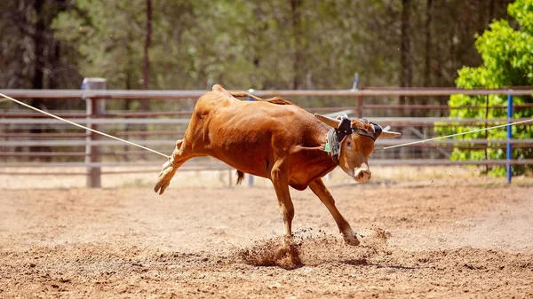 Bir Buzağı Kementleme Rekabet Tozlu Ülke Rodeo Bir Takım Buzağıda — Stok fotoğraf