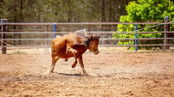 Bir Buzağı Kementleme Rekabet Tozlu Ülke Rodeo Bir Takım Buzağıda — Stok fotoğraf