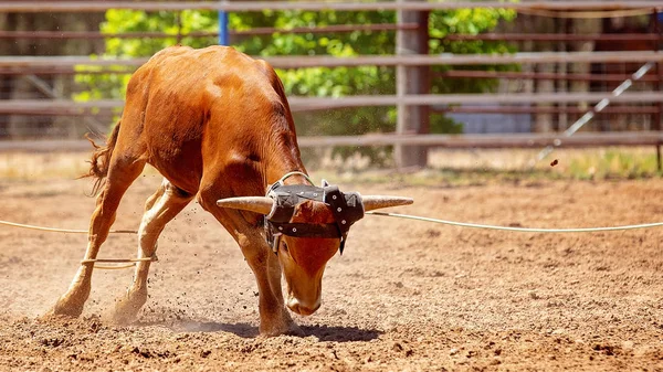 Bezerro Marrom Sendo Lassoado Uma Competição Cordas Bezerro Equipe Rodeio — Fotografia de Stock