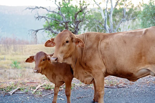 A brown cow and her calf standing on the side of the road