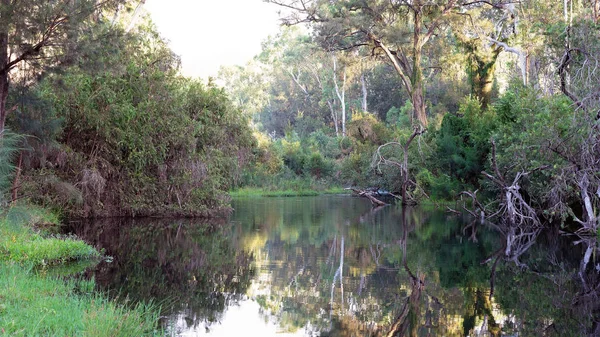 Trees Reflected Still Water Pretty Creek Gorge Queensland Australia — Stock Photo, Image