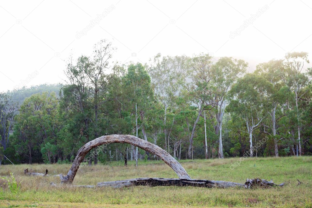 Anomaly of tree growth with a grey bent trunk in a picturesque Australian countryside