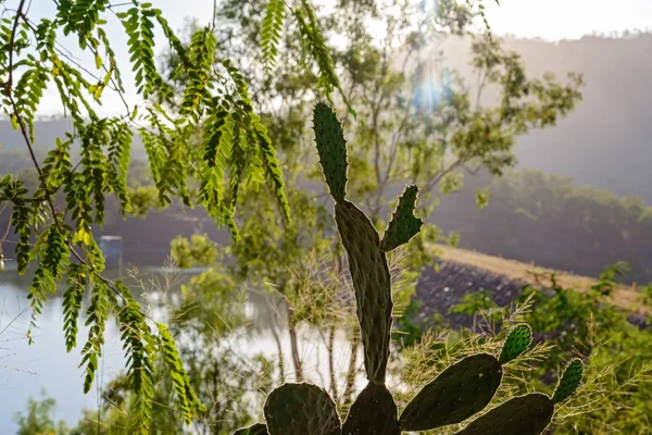 A sun flare through the trees at sunrise onto a cactus growing near a dam in Australia