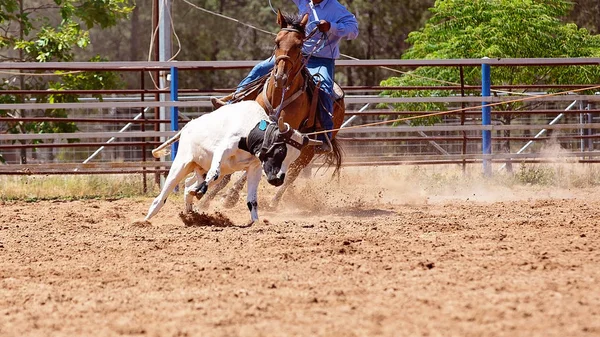 Cowboy Cheval Lassoing Veau Dans Une Compétition Rodéo Pays — Photo