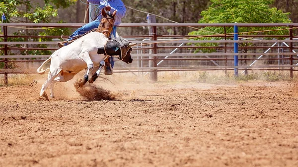 Cowboy Häst Lassokastning Kalv Land Rodeo Tävling — Stockfoto