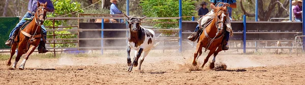 Ternero Blanco Negro Siendo Encasillado Evento Cuerda Ternera Equipo Rodeo — Foto de Stock