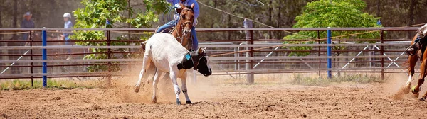 Cowboy Paard Lassoing Een Kalf Competitie Van Een Land Rodeo — Stockfoto