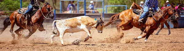 Brązowy Biały Cielę Jest Lassoed Łydki Team Roping Zdarzenia Rodeo — Zdjęcie stockowe