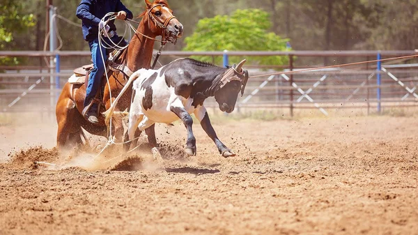在乡村竞技表演中 一名骑在马背上追逐黑白小牛的牛仔在小腿上套索着腿 — 图库照片