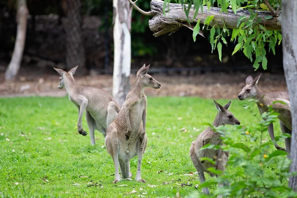 Rodzina Australii Kangury Wildlife Park — Zdjęcie stockowe