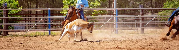 Cowboy Paard Achter Een Lopende Kalf Teamverband Moulinette Rodeo Evenement — Stockfoto