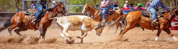 Primer Plano Ternero Siendo Amarrado Evento Rodeo Campestre —  Fotos de Stock