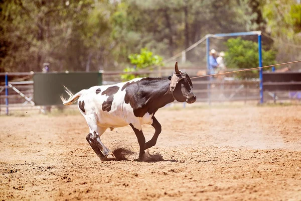 在球队小牛套索比赛中 在乡村竞技比赛中 一名跑动的小牛被套索 — 图库照片