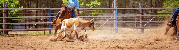 在澳大利亚乡村竞技表演中 被骑马者绑住的恐惧小牛 — 图库照片