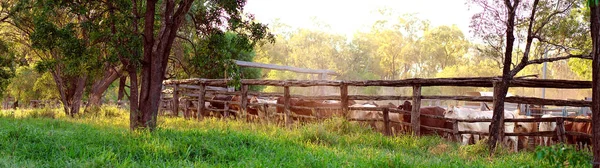 Cattle Being Yards Late Afternoon Light Ready Droving Another Property — Stock Photo, Image