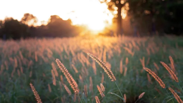 Splendido Bagliore Dorato Che Brilla Campo Erba Tramonto Australia — Foto Stock