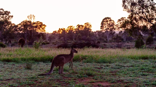 Australijski Kangur Żerowania Żywność Chłód Outback Świt — Zdjęcie stockowe