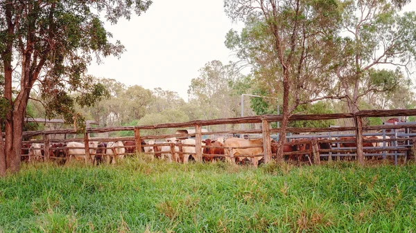 Herd Cattle Rounded Yards Ready Moved Another Outback Station Property — Stock Photo, Image