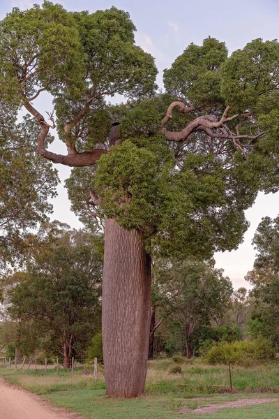 Gros Plan Grand Arbre Bouteille Australien Bonne Santé Qui Stocke — Photo