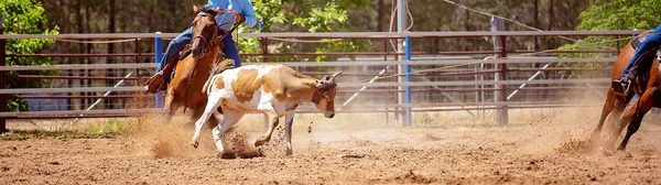 Kalf Wordt Door Cowboys Een Country Rodeo Een Team Kalvertouwen — Stockfoto