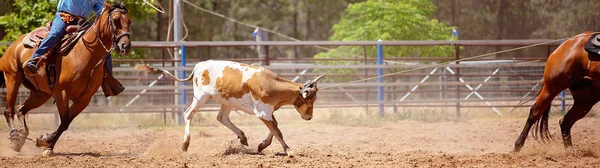 Kalf Wordt Door Cowboys Een Country Rodeo Een Team Kalvertouwen — Stockfoto