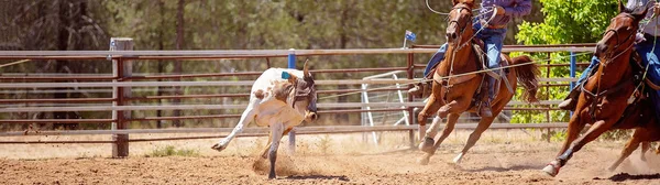 Calf Being Lassoed Team Calf Roping Event Cowboys Country Rodeo — Stock Photo, Image