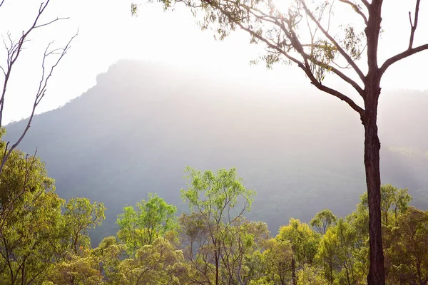 Vackra Tidiga Morgonljuset Bergen Cania Gorge Queensland Australien — Stockfoto