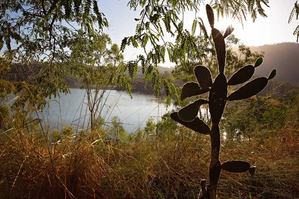 Sunrise through the foliage and cacti at Cania Gorge Dam Queensland Australia