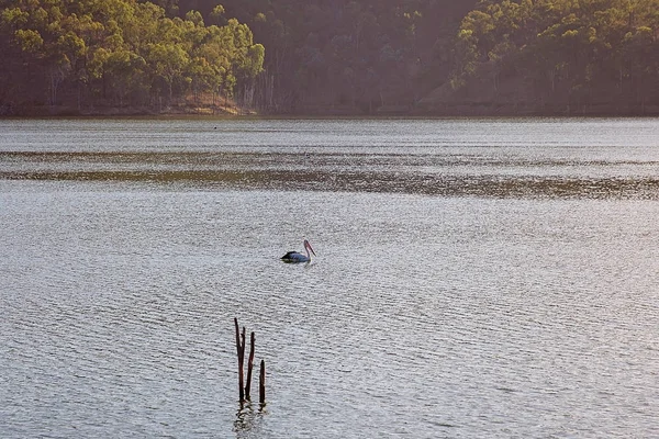 Een Zwaan Vreedzaam Glijden Cania Dam Queensland Australië — Stockfoto