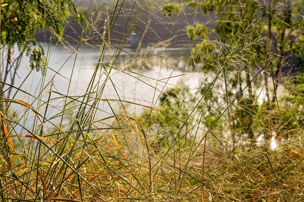 Tidig Morgonljus Skiner Igenom Lövverk Cania Dam Queensland Australien — Stockfoto