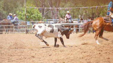 Bir Avustralya ülke Rodeo bir yarışmada kandırdın bir çalışan buzağı