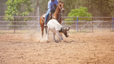 At Binme kovboy çalışan bir Buzağı Kementleme rekabet bir Avustralya taşra kasabasında bir rodeo içinde lassoing