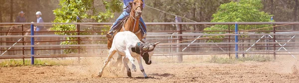 Horse Riding Cowboy Lassoing Running Calf Rodeo Roping Competition Australian — Stock Photo, Image