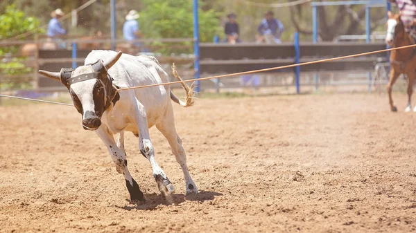 Vitello Corsa Cordata Una Competizione Rodeo Paese Australiano — Foto Stock