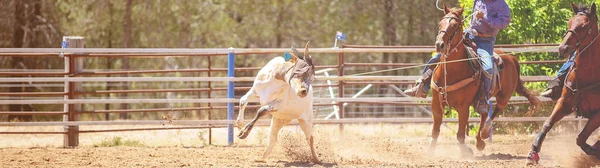 Běžící Tele Svázaná Soutěži Australské Země Rodeo — Stock fotografie