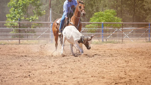 Koně Koni Kovboj Lassoing Běžící Tele Rodeo Slaňování Soutěže Městě — Stock fotografie