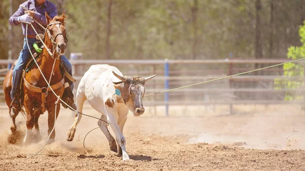Ternero Corriendo Siendo Amarrado Una Competencia Rodeo Campo Australiano — Foto de Stock