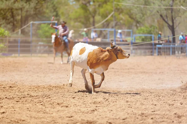 Rinnande Kalv Som Avgränsades Tävling Australisk Land Rodeo — Stockfoto