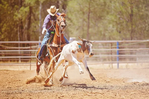 Paardrijden Cowboy Lassoing Een Lopende Kalf Een Rodeo Moulinette Concurrentie — Stockfoto