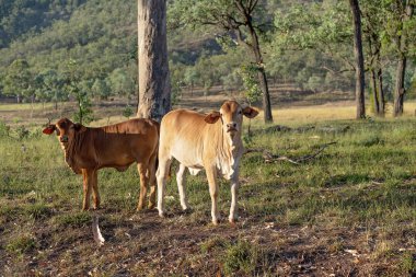 İnekler Cania Gorge Queensland Avustralya, erken sabah hafif arazide