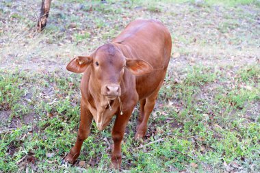 Onun geviş çiğneme sırasında ararken buzağı yakın çekim