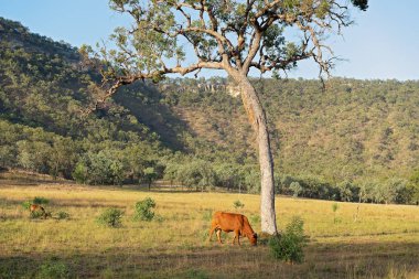 Bir padok Avustralya Bush üzerinde contentedly güzel erken sabah otlayan inekler ışık