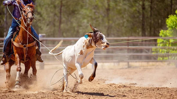 Łydki Lassoed Przyniósł Ziemi Przez Kowbojów Koniu Zakurzonych Kraju Rodeo — Zdjęcie stockowe
