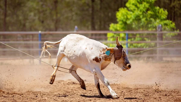 小牛用绳子绑在脖子和腿上 因为它很难不倒在乡村竞技 — 图库照片