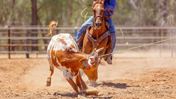 Łydki Lassoed Poprzez Prowadzenie Kowboj Koniu Podczas Zdarzenia Rodeo Country — Zdjęcie stockowe