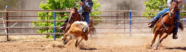 Kalf Wordt Lassoed Door Het Nastreven Van Cowboy Paard Tijdens — Stockfoto